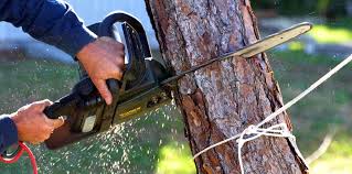 How Our Tree Care Process Works  in  Algonquin, MD