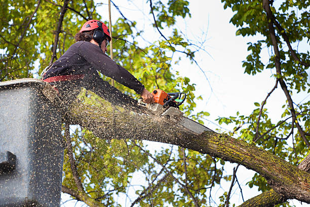 Best Storm Damage Tree Cleanup  in Algonquin, MD