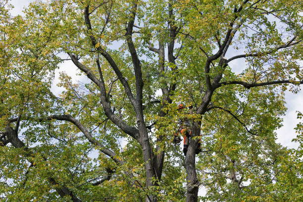 Best Commercial Tree Services  in Algonquin, MD